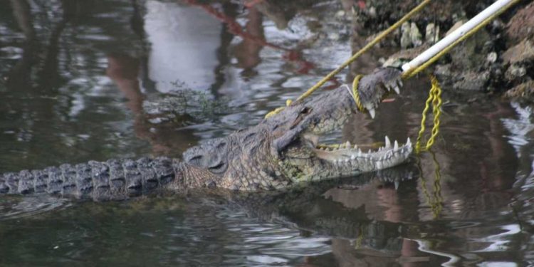 CAPTAN A ENORME COCODRILO ARRASTRANDO A MUJER EN TAMPICO