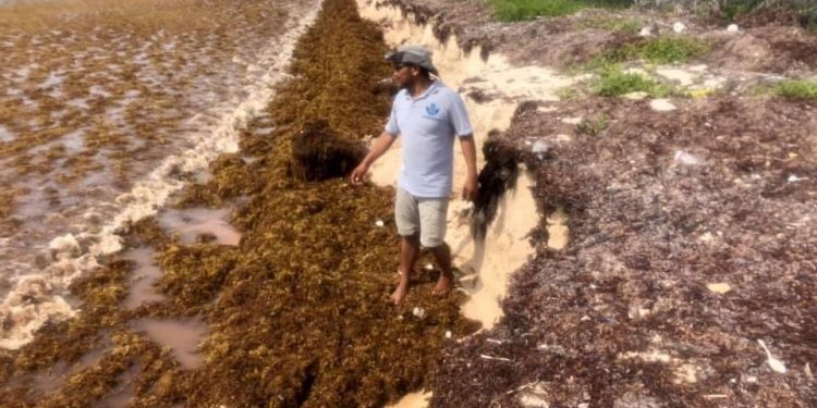 LE ECHARÁN MONTÓN AL SARGAZO EN MAHAHUAL