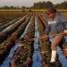 ALARGAN PERIODO DE GRACIA PARA LOS DEUDORES DE CRÉDITOS AGROPECUARIOS EN YUCATÁN