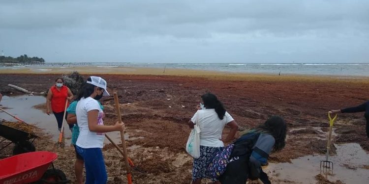 MAL CLIMA COMPLICA COMBATE DE SARGAZO; MAHAHUAL SATURADO DE LA ALGA