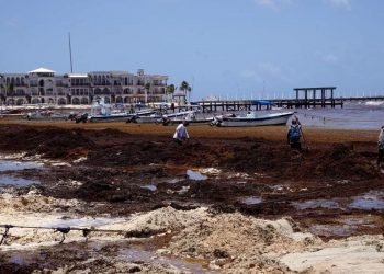 LLEGARÁ OTRO ‘ISLOTE’ DE SARGAZO EN JULIO A COSTAS DE QUINTANA ROO