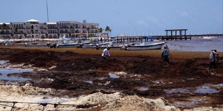 LLEGARÁ OTRO ‘ISLOTE’ DE SARGAZO EN JULIO A COSTAS DE QUINTANA ROO