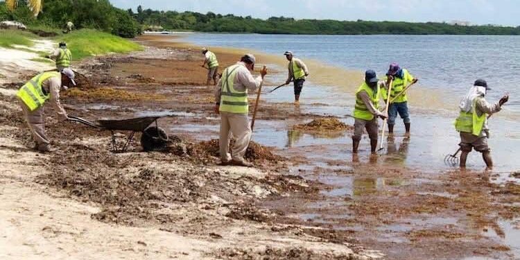 URGE INCLUIR AL SARGAZO COMO DESASTRE NATURAL; ESTE YA REBASÓ A LA SEMAR: MAYULI MARTÍNEZ
