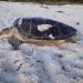 PROTEGE GOBIERNO MUNICIPAL ANIDACIÓN DE TORTUGAS EN ISLA MUJERES
