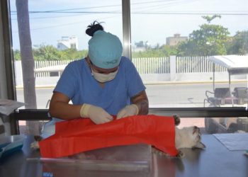 PROMUEVE GOBIERNO DE ISLA MUJERES JORNADAS DE ESTERILIZACIÓN DE PERROS Y GATOS