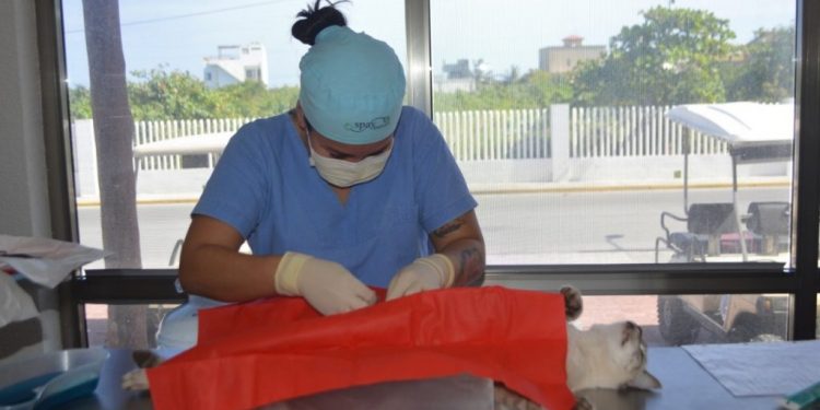 PROMUEVE GOBIERNO DE ISLA MUJERES JORNADAS DE ESTERILIZACIÓN DE PERROS Y GATOS