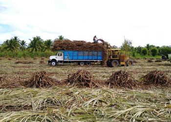 LLUVIAS PARALIZAN ZAFRA Y DEJAN EN EL CAMPO MILES DE TONELADAS DE CAÑA