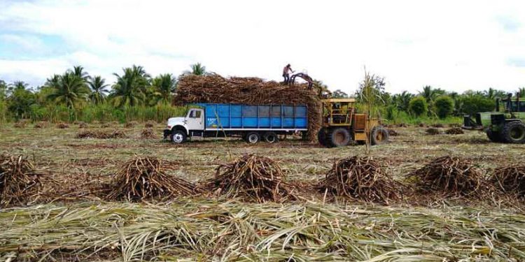 LLUVIAS PARALIZAN ZAFRA Y DEJAN EN EL CAMPO MILES DE TONELADAS DE CAÑA