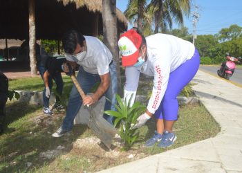 CONTINÚAN TRABAJOS DE REFORESTACIÓN DE ESPACIOS PÚBLICOS EN ISLA MUJERES