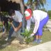 CONTINÚAN TRABAJOS DE REFORESTACIÓN DE ESPACIOS PÚBLICOS EN ISLA MUJERES