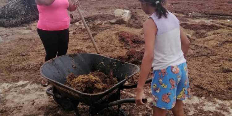 MILES DE TONELADAS DE SARGAZO AFECTAN LA ZONA SUR DEL ESTADO
