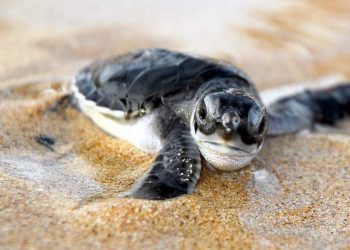 ESPERAN MÁS DE MIL NIDOS DE TORTUGA MARINA EN SOLIDARIDAD