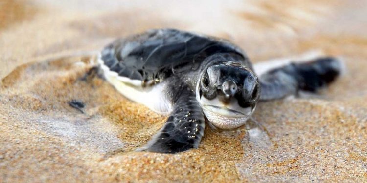 ESPERAN MÁS DE MIL NIDOS DE TORTUGA MARINA EN SOLIDARIDAD