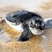 ESPERAN MÁS DE MIL NIDOS DE TORTUGA MARINA EN SOLIDARIDAD