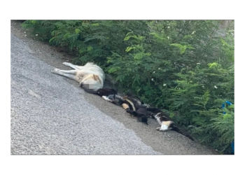 ENVENENAN A GATOS Y PERROS EN EL PONIENTE DE MÉRIDA