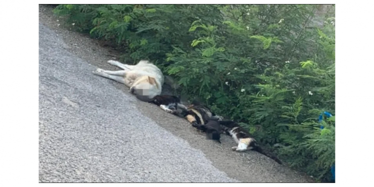ENVENENAN A GATOS Y PERROS EN EL PONIENTE DE MÉRIDA