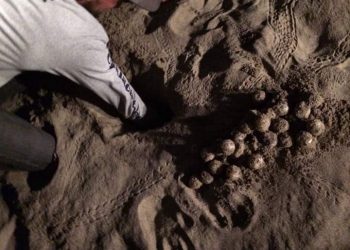 SE SUMAN VOLUNTARIOS AL CUIDADO DE LA TORTUGA MARINA EN ISLA MUJERES