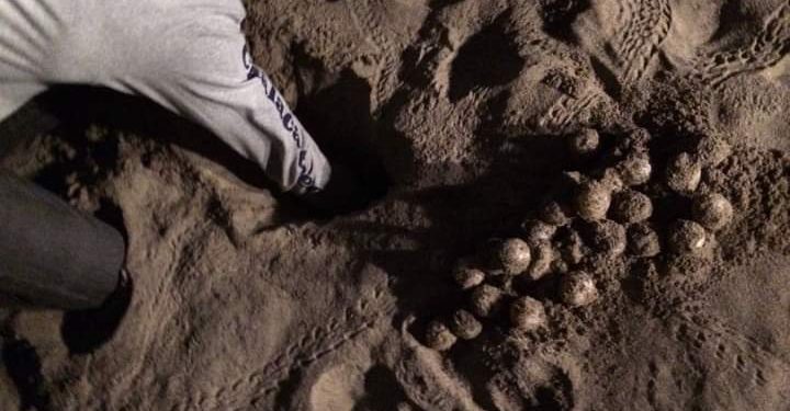 SE SUMAN VOLUNTARIOS AL CUIDADO DE LA TORTUGA MARINA EN ISLA MUJERES