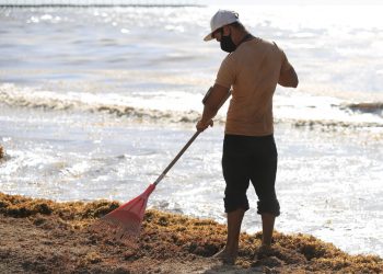 GOBIERNO DE SOLIDARIDAD MANTIENE INTENSAS TAREAS DE LIMPIEZA Y RECOLECCIÓN DE SARGAZO