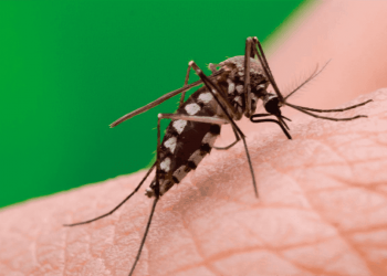 INCREMENTAN CASOS DE DENGUE EN TABASCO