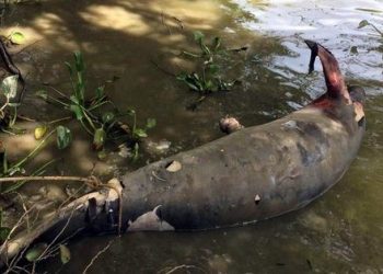 AUMENTA Y SORPRENDE LA MUERTE DE MANATÍES EN TABASCO