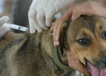 CONTINÚA ESTE MARTES PROGRAMA DE VACUNACIÓN ANTIRRÁBICA CANINA Y FELINA 2021 EN CENTRO