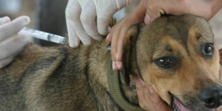 CONTINÚA ESTE MARTES PROGRAMA DE VACUNACIÓN ANTIRRÁBICA CANINA Y FELINA 2021 EN CENTRO