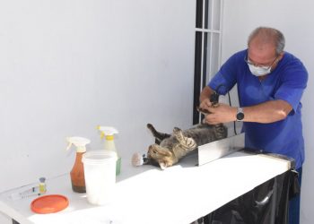 ARRANCA LA CAMPAÑA DE ESTERILIZACIÓN GRATUITA PARA PERROS Y GATOS DOMÉSTICOS Y EN SITUACIÓN DE CALLE EN YUCATÁN