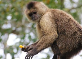 REGISTRAN EN CHINA PRIMERA MUERTE POR NUEVO VIRUS DEL MONO B
