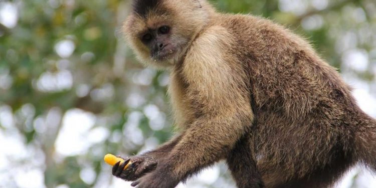 REGISTRAN EN CHINA PRIMERA MUERTE POR NUEVO VIRUS DEL MONO B