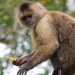 REGISTRAN EN CHINA PRIMERA MUERTE POR NUEVO VIRUS DEL MONO B