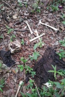 HALLAN OSAMENTA EN FRACCIONAMIENTO LAS PALMAS DE TULUM