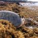 EL SARGAZO AFECTA LA ANIDACIÓN DE TORTUGAS MARINAS EN PUERTO MORELOS