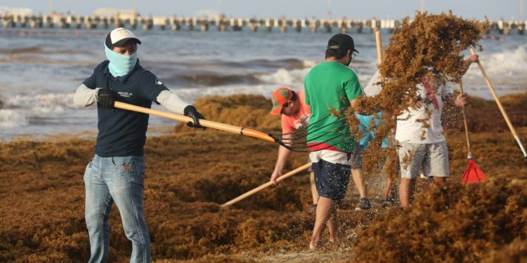 TRABAJADORES DEL AYUNTAMIENTO DE SOLIDARIDAD SE SUMAN A LABORES CONTRA EL SARGAZO