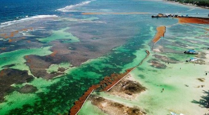 ESPERAN DISMINUCIÓN DE RECALE MASIVO DE SARGAZO EN LOS PRÓXIMOS 15 DÍAS