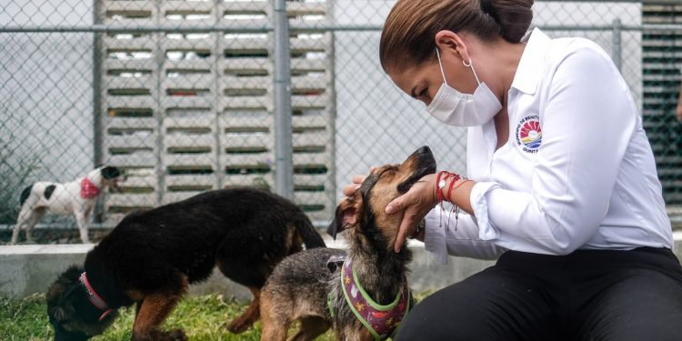 PROMUEVE GOBIERNO MUNICIPAL BIENESTAR INTEGRAL PARA ANIMALES DOMÉSTICOS