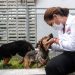 PROMUEVE GOBIERNO MUNICIPAL BIENESTAR INTEGRAL PARA ANIMALES DOMÉSTICOS