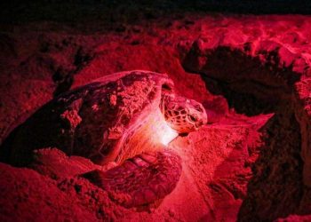 MANTIENE GOBIERNO DE ISLA MUJERES COMPROMISO CON EL CUIDADO DE LAS TORTUGAS