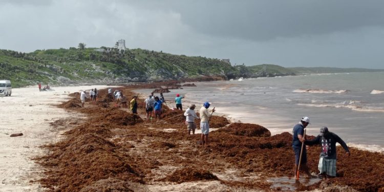 CONTINÚAN LABORES DE RETIRO DE SARGAZO Y LIMPIEZA DE PLAYAS