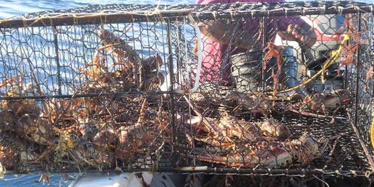 SE RETRASA LA CAPTURA DE LANGOSTA POR CAUSA DEL CLIMA