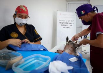 INICIA CAMPAÑA DE ESTERILIZACIÓN CANINA Y FELINA EN CANCÚN
