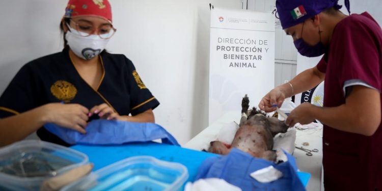 INICIA CAMPAÑA DE ESTERILIZACIÓN CANINA Y FELINA EN CANCÚN