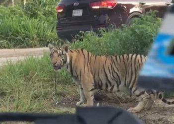 HASTA EL MOMENTO, NADIE SABE NADA SOBRE EL TIGRE DE LA CARRETERA CANCÚN-LEONA VICARIO