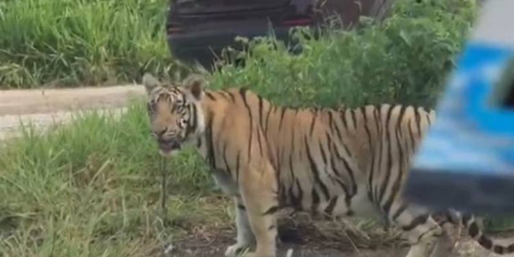 HASTA EL MOMENTO, NADIE SABE NADA SOBRE EL TIGRE DE LA CARRETERA CANCÚN-LEONA VICARIO