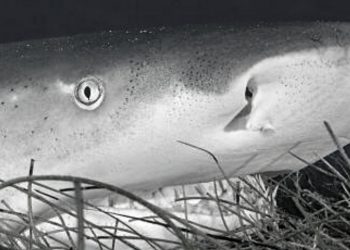 SE TENDRÁN ACTIVIDADES LÚDICAS, EDUCATIVAS Y CON CONTENIDOS CIENTÍFICOS PARA INFORMAR A LA POBLACIÓN DEL CARIBE MEXICANO, MÉXICO Y EL MUNDO