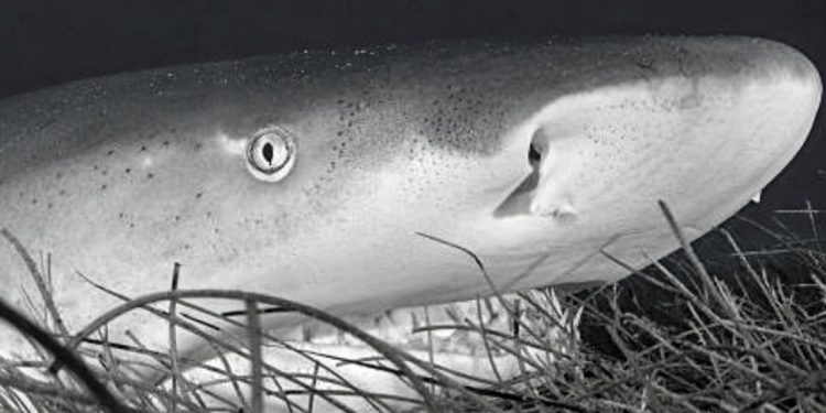 SE TENDRÁN ACTIVIDADES LÚDICAS, EDUCATIVAS Y CON CONTENIDOS CIENTÍFICOS PARA INFORMAR A LA POBLACIÓN DEL CARIBE MEXICANO, MÉXICO Y EL MUNDO