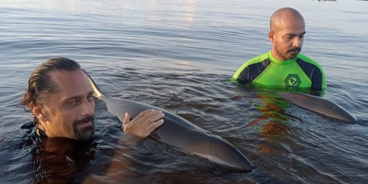 ATIENDE AMHMAR 2 EJEMPLARES DE DELFÍN EN PARQUE NACIONAL DE TULUM.
