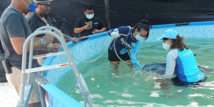 FINALIZA, POR FALLECIMIENTO, ATENCIÓN A 2 DELFINES EN TULUM, QUINTANA ROO.