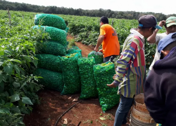 PRODUCCIÓN DE CHILE HABANERO SE MARCHITA EN EL SUR DE Q. ROO