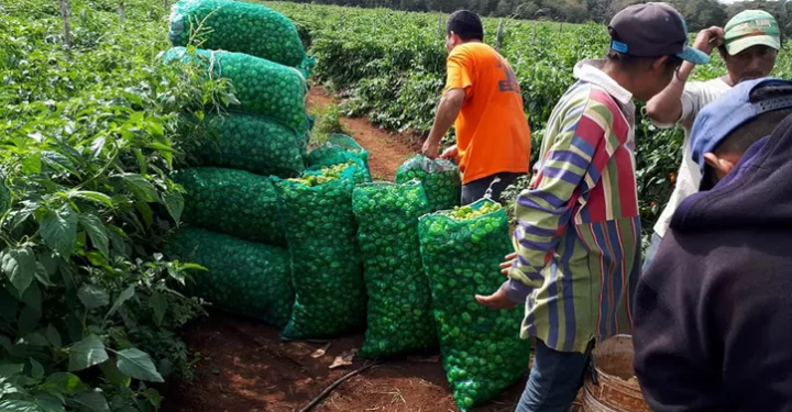 PRODUCCIÓN DE CHILE HABANERO SE MARCHITA EN EL SUR DE Q. ROO